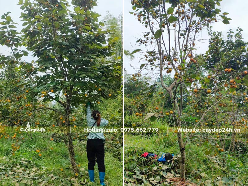 Vườn trồng số lượng lớn cây Hồng Tết cao 4 - 5m, đk gốc khoảng 8 - 12cm