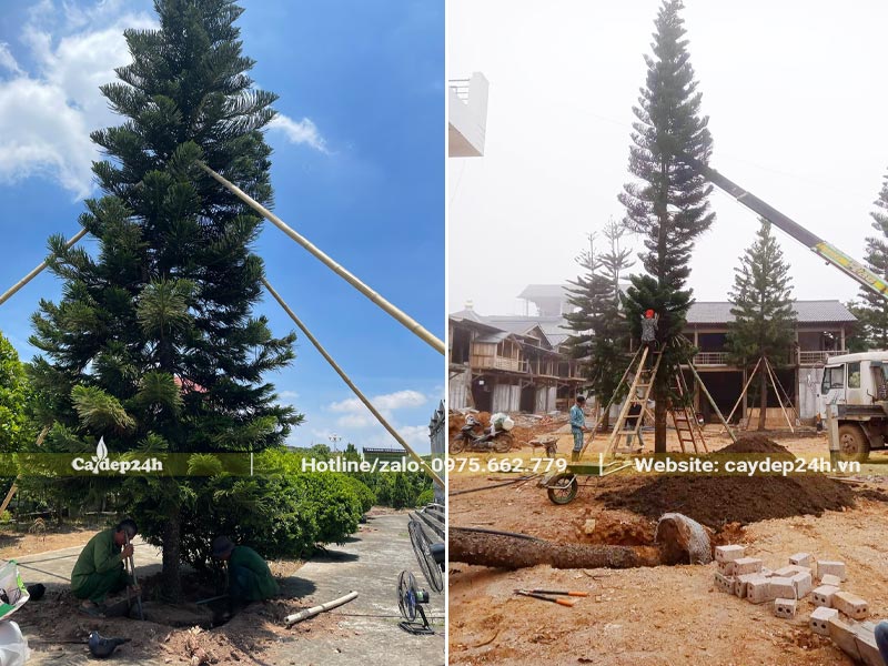 Trồng và chống cây Tùng Bách Tán cao từ 7 - 10m