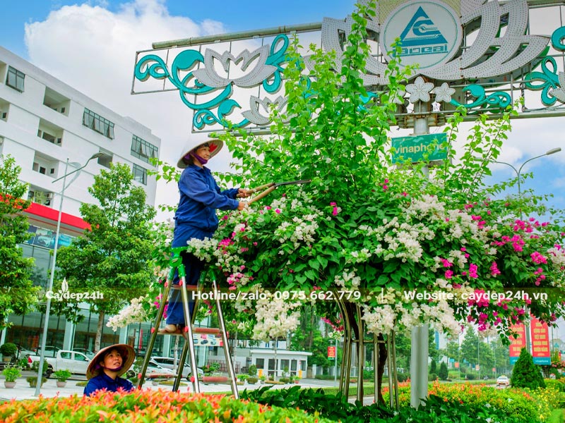 Cắt tỉa cành cho cây hoa Giấy trồng dải phân cách đường phố