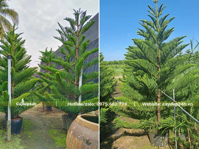 Cây Tùng Bách Tán giống đường kính gốc 2 - 4cm, chiều cao gần 2m