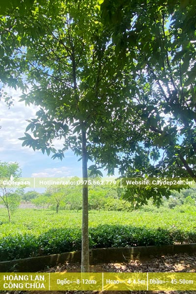 Vườn cây Hoàng Lan Công Chúa thẳng đẹp, chiều cao khoảng 4m trở lên