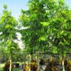 Cây Hoàng Lan Công Chúa đang dưỡng trong bầu, đường kính gốc từ 5 - 7cm
