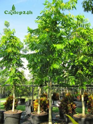 Cây Hoàng Lan Công Chúa đang dưỡng trong bầu, đường kính gốc từ 5 - 7cm