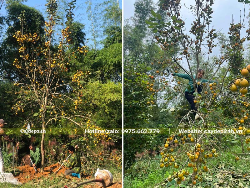 Cây Hồng Tết đã vặt lá, công nhân đang đào đất bứng bầu