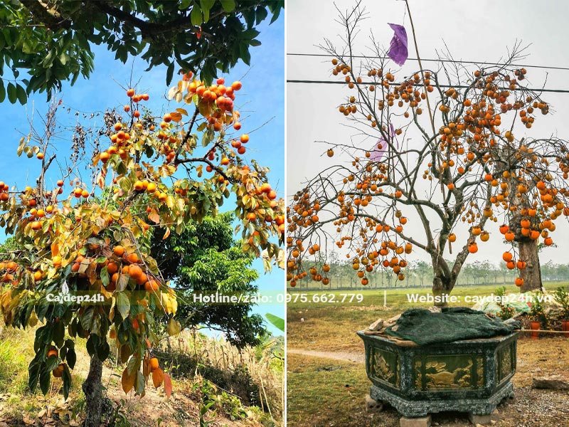 Cây Hồng Tết trồng chậu cảnh đẹp