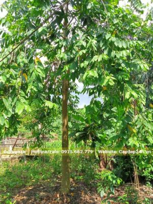 Hình ảnh cây Hoàng Lan Công Chúa lâu năm, đường kính thân đo cách gốc 1m là 10cm