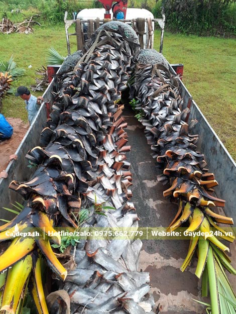 Thốt Lốt trưởng thành, thân cao khoảng 3m