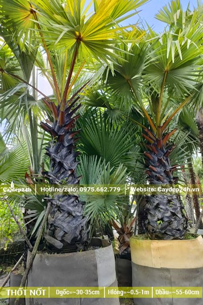 Thốt Nốt lóng thân cao 1m được nuôi trồng từ nhỏ trong bầu nổi