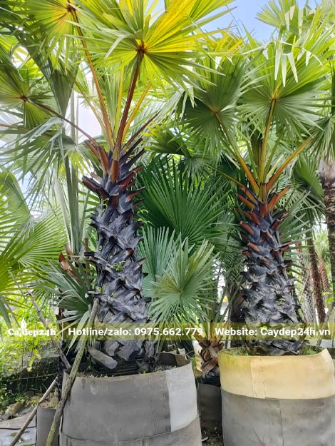 Những cây Thốt Nốt mới lớn dưỡng trong bầu đất quây nổi