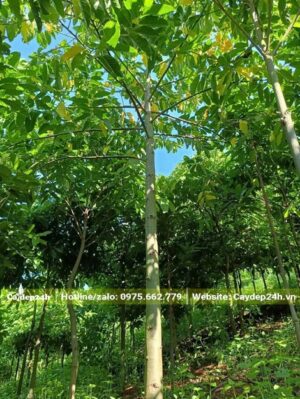 Hoàng Lan Công Chúa trưởng thành, thân thẳng đẹp