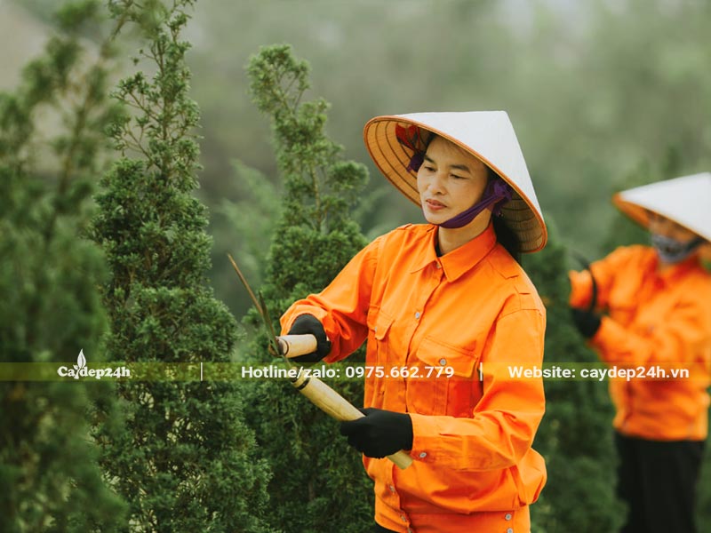 Công nhân đang cắt tỉa cây xanh cho công viên tại Phú Thọ