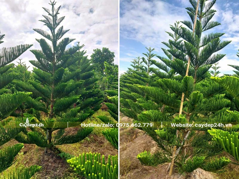 Vườn nuôi dưỡng, chăm sóc cây Tùng Bách Tán cao hơn 2m