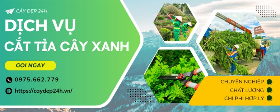Dịch vụ cắt tỉa cây xanh trọn gói chất lượng, giá rẻ