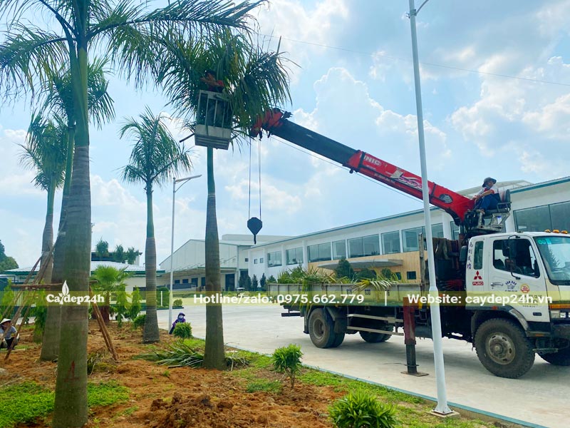 Công nhân đang tỉa lá Cau Vua sau khi trồng