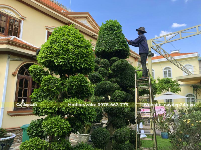 Tỉa cành mọc vượt để giữ dáng cho cây bonsai sân vườn biệt thự