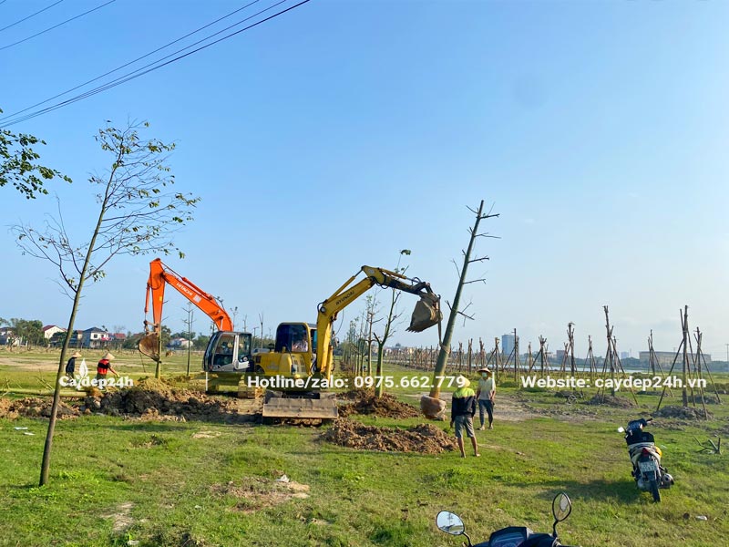 Đào hố trồng bằng máy xúc và tiến hành trồng cây xanh tại hồ điều hòa Hà Tĩnh