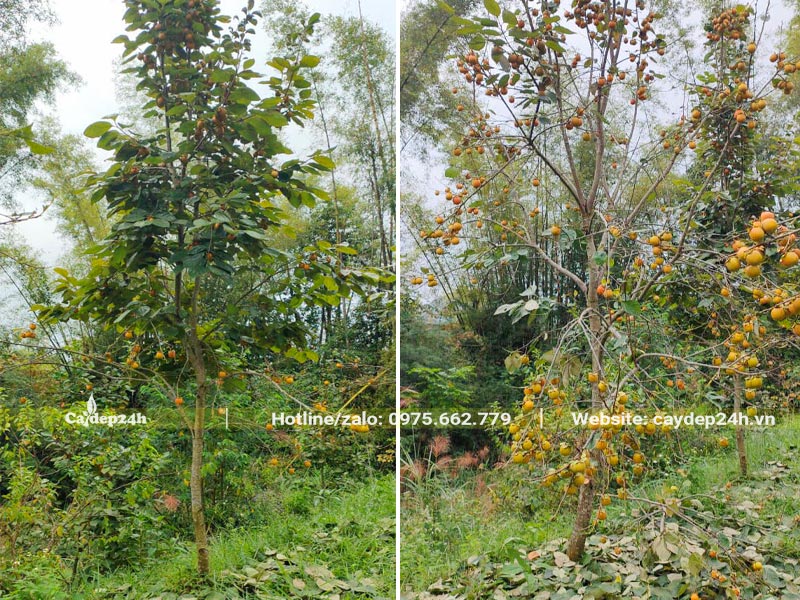 Hình ảnh cây Hồng Tết chỉ toàn quả là quả sau khi đã vặt lá