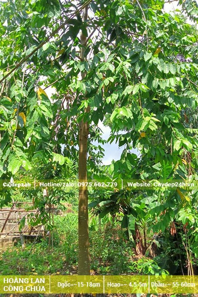 Cây Hoàng Lan Công Chúa đường kính thân khoảng 13 - 15cm (đo cách gốc 1m)