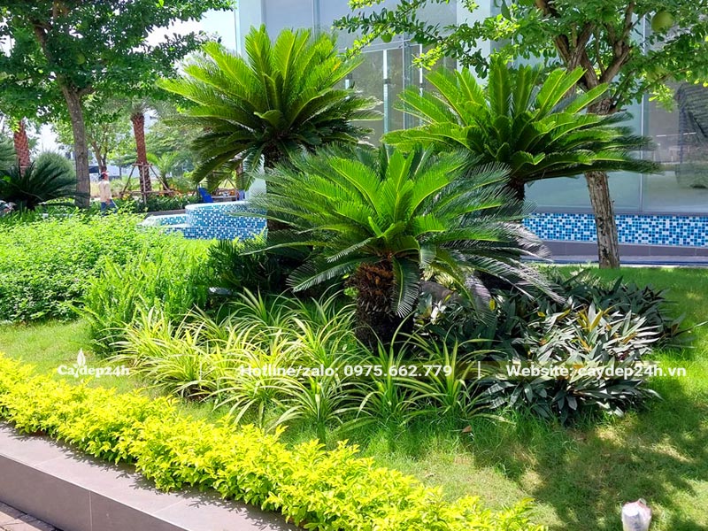 Tiểu cảnh sân vườn cần chăm sóc và cắt tỉa
