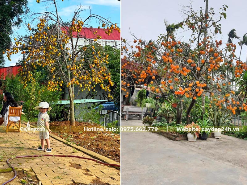 Cây Hồng Tết trồng trước nhà