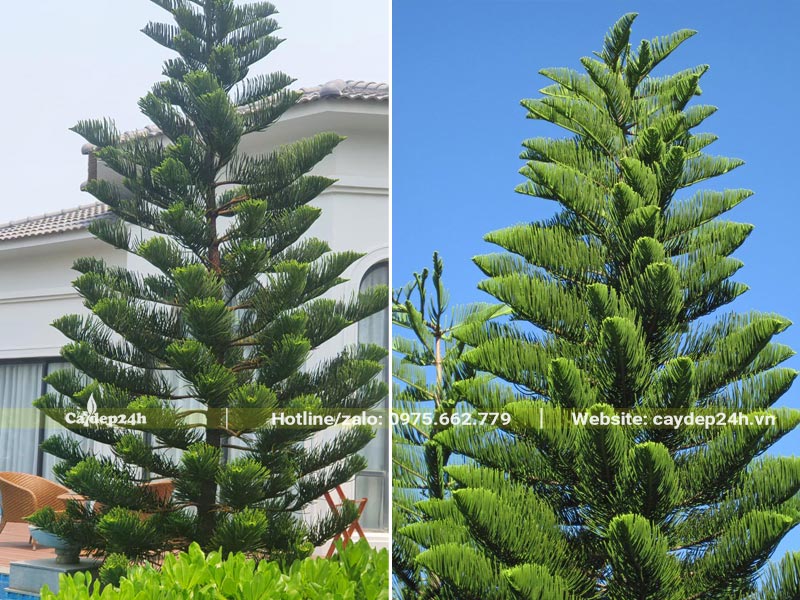 Cây Tùng Bách Tán trồng trước sân vườn biệt thự
