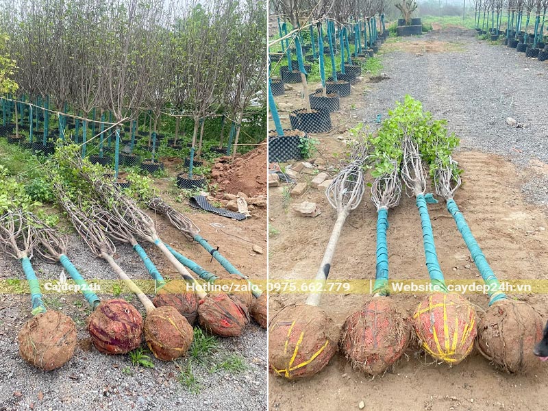 Những cây hoa Mộc Lan đường kính gốc 10 - 12cm trồng cho nhà văn hóa tại Vĩnh Phúc
