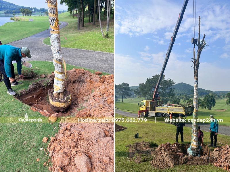 Trồng cây Sò Đo Cam trong khuôn viên sân golf tại Hải Dương