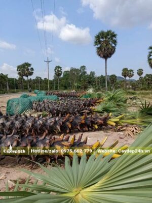 Thi công trồng hàng cây Thốt Nốt công trình lóng thân cao hơn 3m