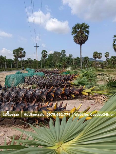 Thi công trồng hàng cây Thốt Nốt công trình lóng thân cao hơn 3m