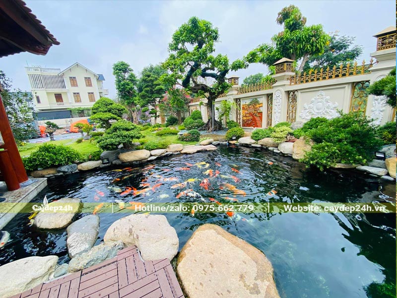 Cây cảnh bonsai kết hợp với hồ cá koi lớn trong sân vườn trước nhà của căn biệt thự cao cấp