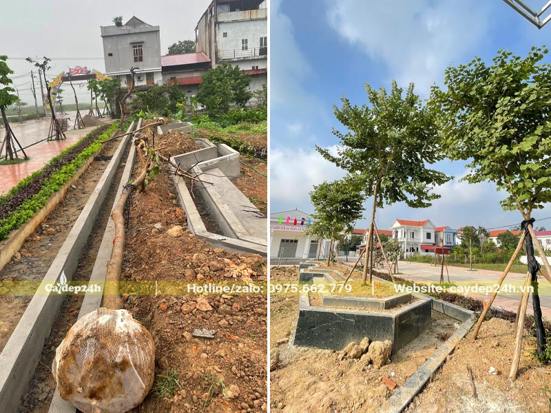 Trồng cây xanh lấy bóng mát cho nhà văn hóa tại Vĩnh Phúc