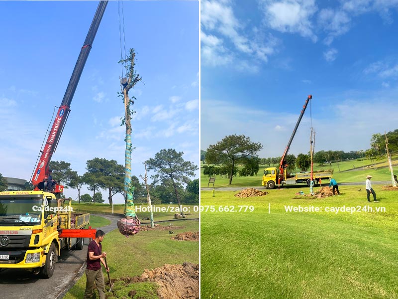 Quá trình trồng cây cho sân golf tại Hải Dương luôn có sự giúp sức của cần cẩu