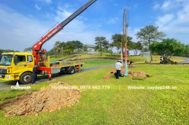 Công nhân đang đưa cây vào hố trồng tại dự án sân golf tại Hải Dương