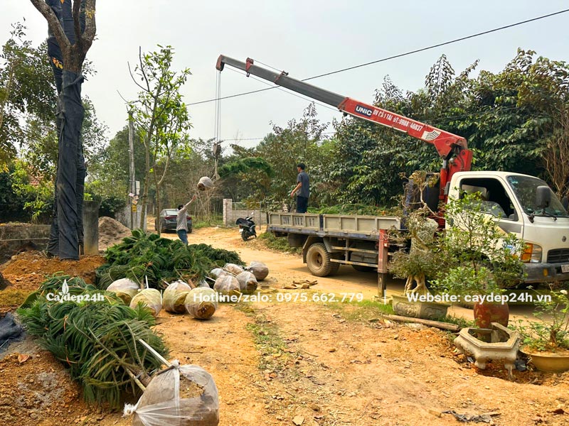 Dùng cần cẩu để nâng hạ cây Tùng Bách Tán công trình