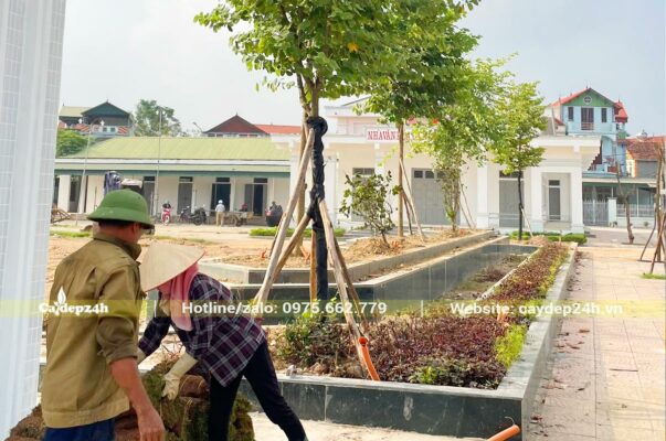 Công nhân nhà vườn Cây Ba Miền đang triển khai thi công trồng cây xanh cho nhà văn hóa tại Vĩnh Phúc