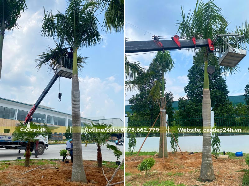 Tỉa lá và trồng cọc cho cây xanh trồng trong nhà máy ở Bình Dương