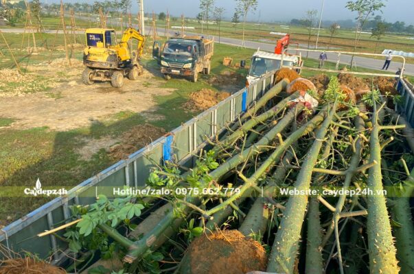 Thi công trồng cây xanh tại hồ điều hòa Hà Tĩnh quy mô lên tới 30ha