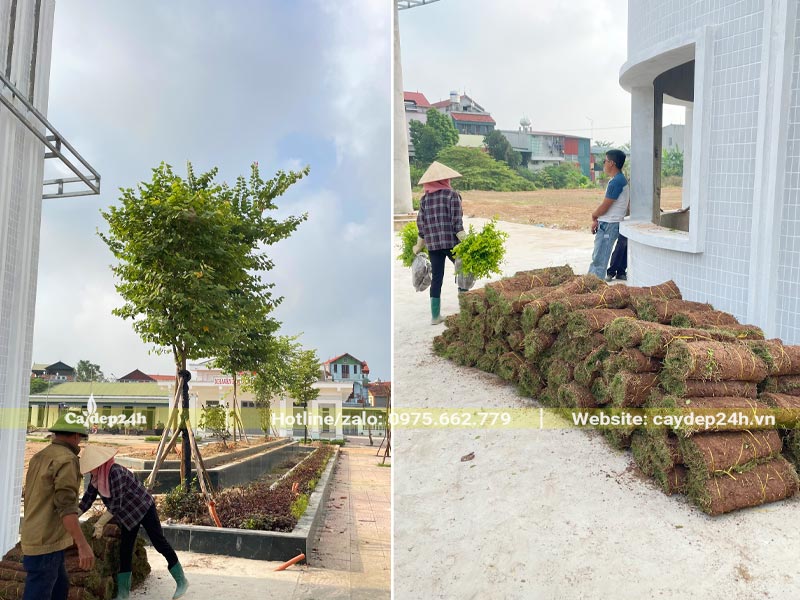 Bốc cỏ Nhung Nhật từ trên xe tải xuống để trồng cho nhà văn hóa tại Vĩnh Phúc
