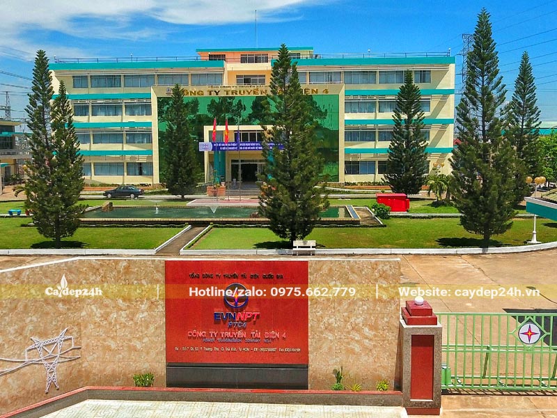 Những cây Tùng Bách cao lớn từ 7 - 8m trồng trong khuôn viên công ty