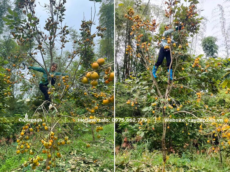 Bà con nông dân đang vặt hết lá cây Hồng Tết 