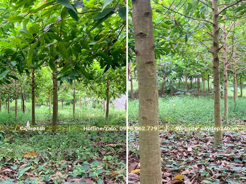 Vườn chuyên canh số lượng lớn cây Hoàng Lan Công Chúa đường kính gốc từ 7 - 10cm