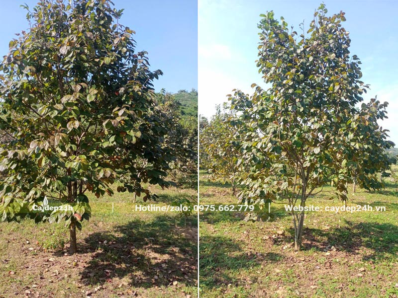Vườn cây Hồng Tết đường kính gốc từ 10 - 15cm
