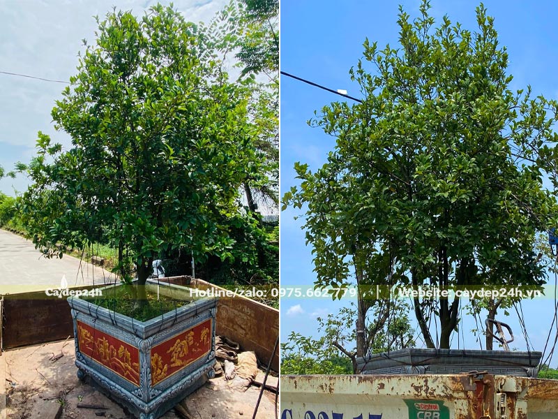 Chậu cây Lan Tiêu cảnh cao 2m