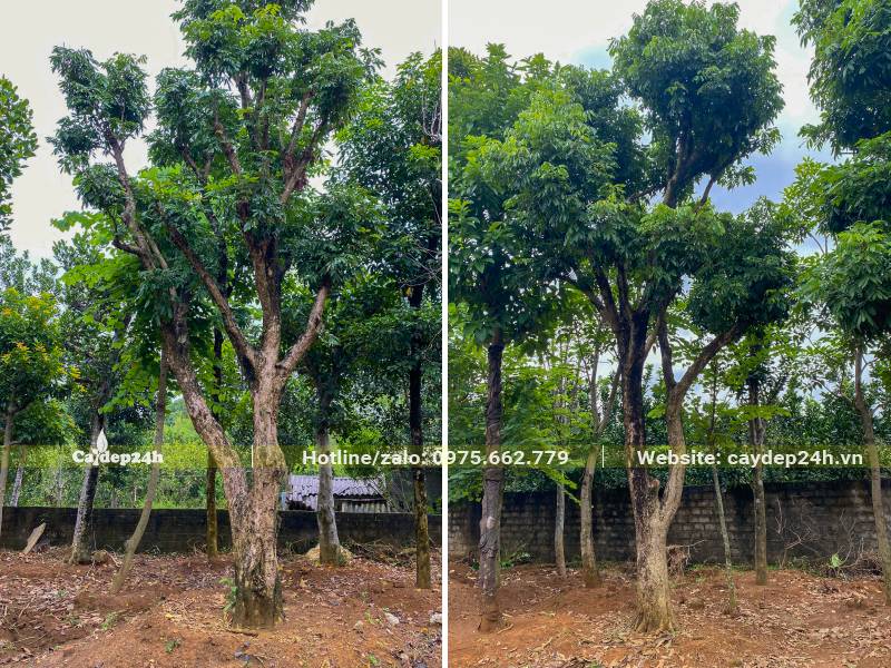 Nhà vườn giâm ủ cây Nhãn cổ thụ, đường kính gốc 20 - 25cm