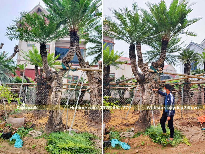 Chăm sóc cây Thiên Tuế cổ thụ