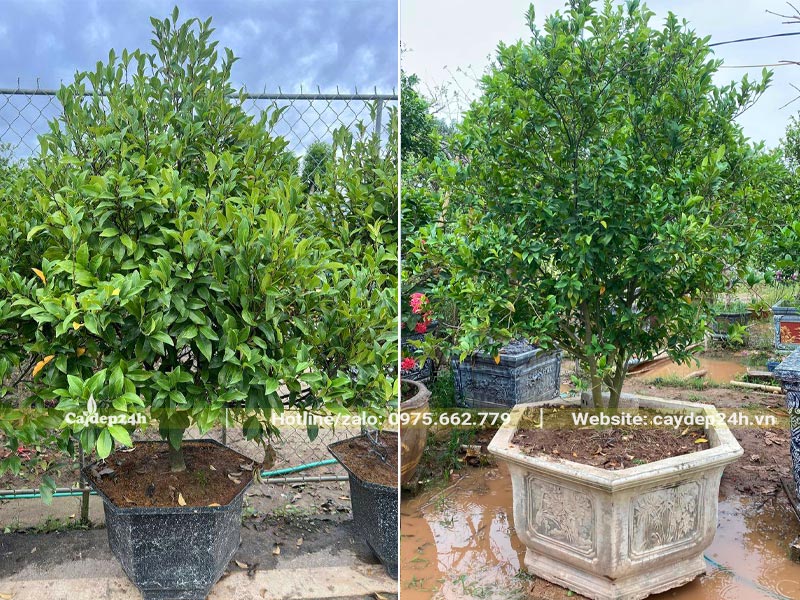 Trồng cây hoa Lan Tiếu trong chậu cảnh