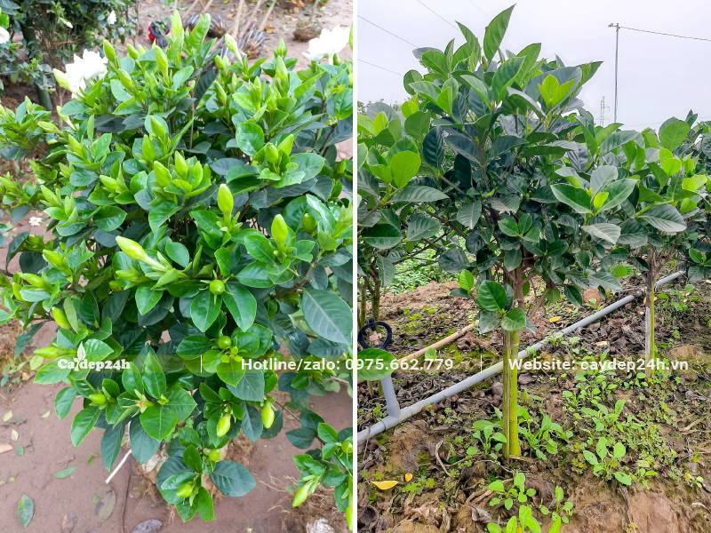 Vườn trồng cây hoa Bạch Thiên Hương trưởng thành cao khoảng 1m