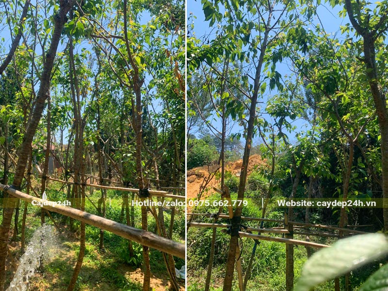 Chăm sóc những hàng cây Mai Anh Đào dâm ủ