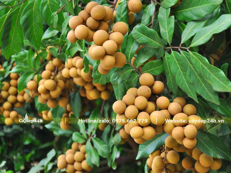 Cành nhãn sum suê trái, chùm nhiều quả, quả to và tròn đều