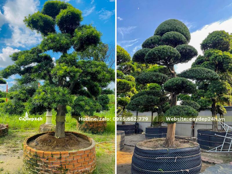 Dâm ủ cây Tùng La Hán lâu năm, dáng trực thẳng đẹp